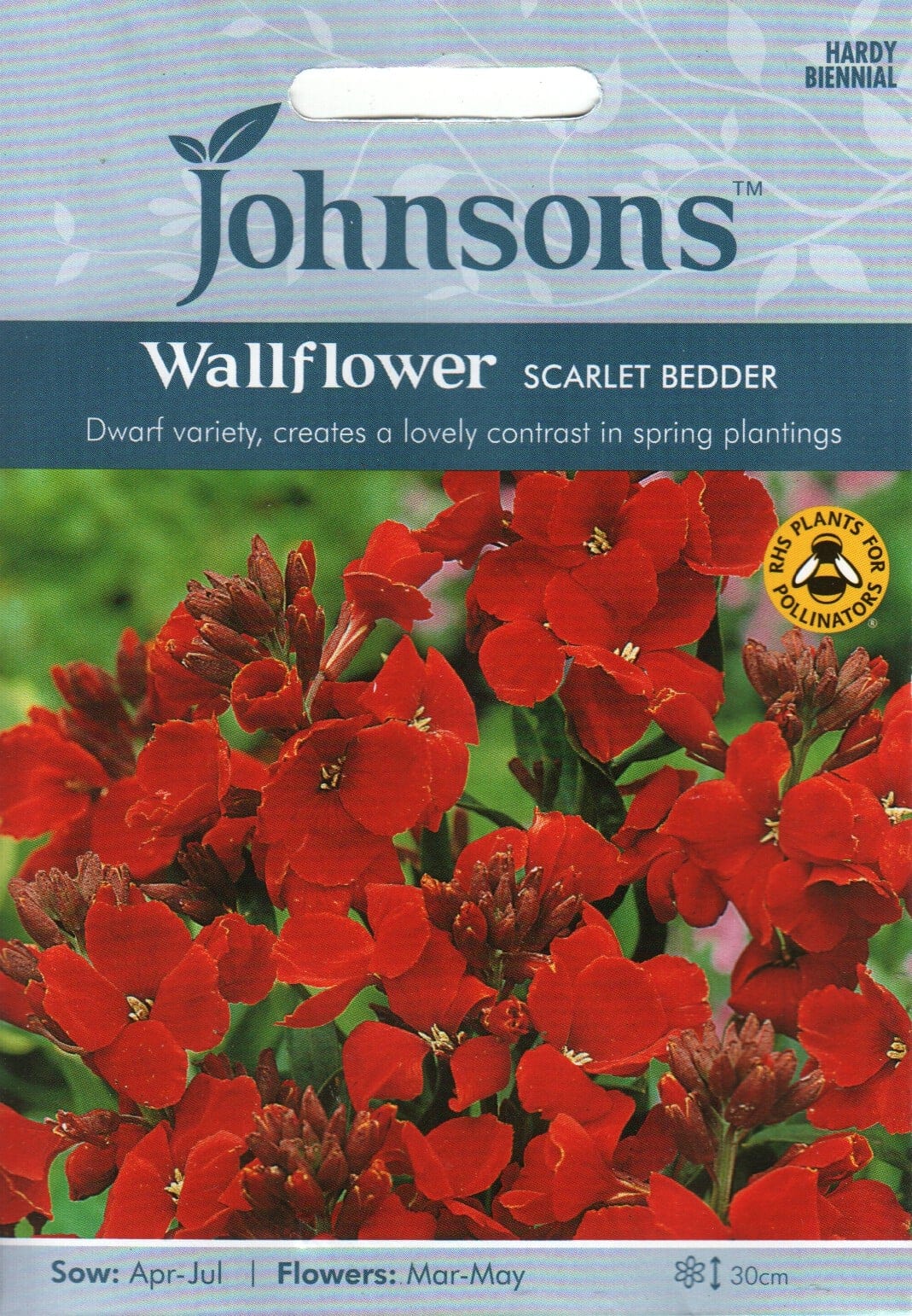Kuldlakk "Scarlet Bedder"