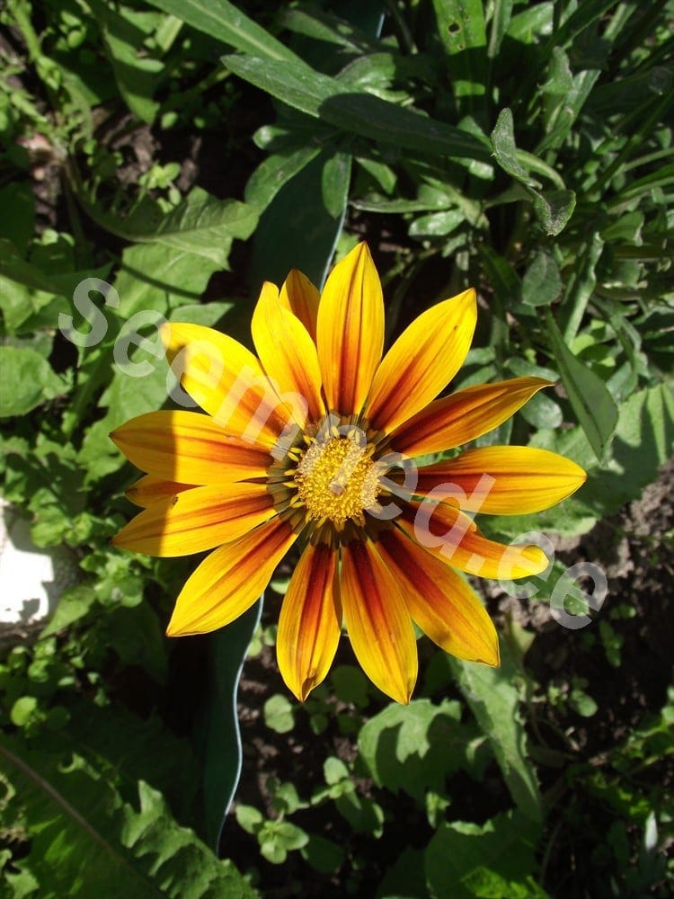 Särav gasaania "Garden Star"