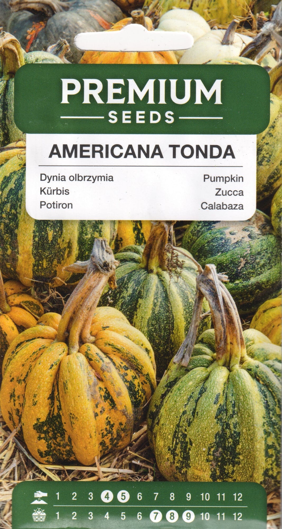 Kõrvits "Americana Tonda"