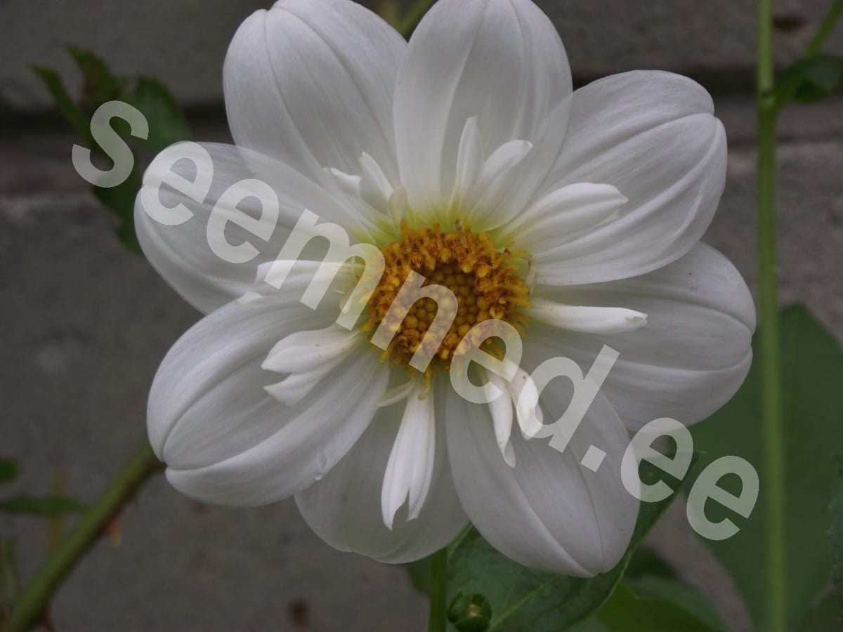 Aed-daalia "Collarette Dandy"