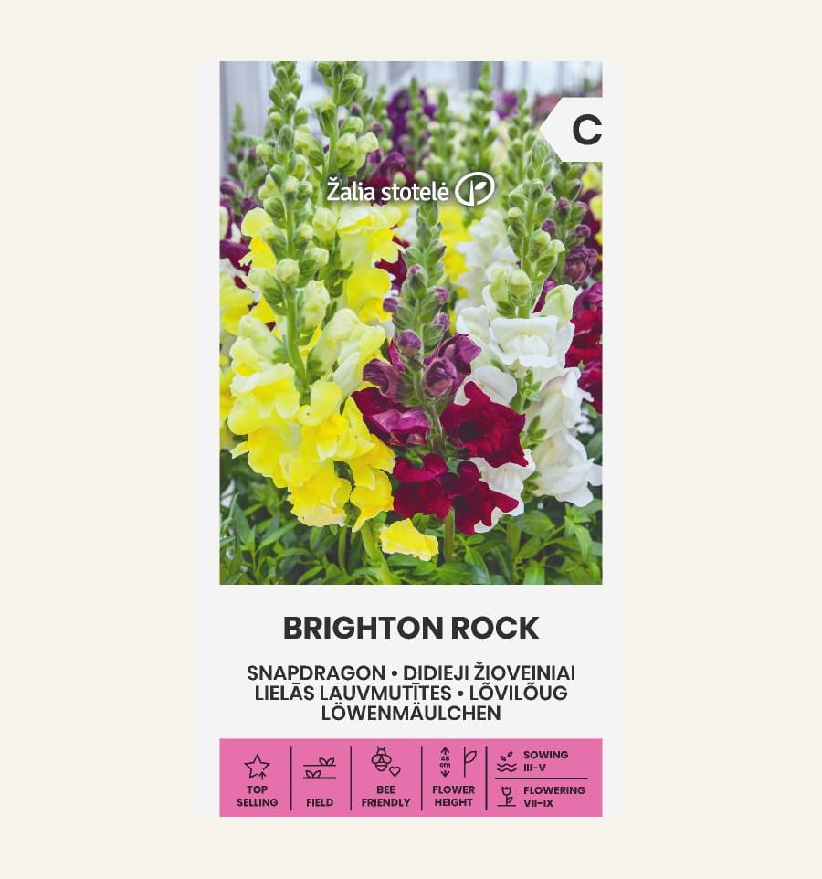Lõvilõug madal "Brighton Rock"