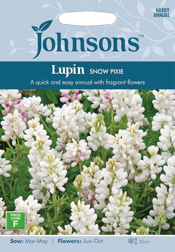 Madal lupiin - suvelupiin "Snow Pixie"
