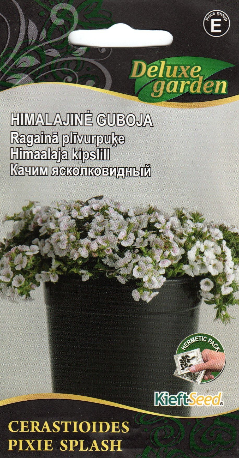 Himaalaja kipslill "Pixie Splash"