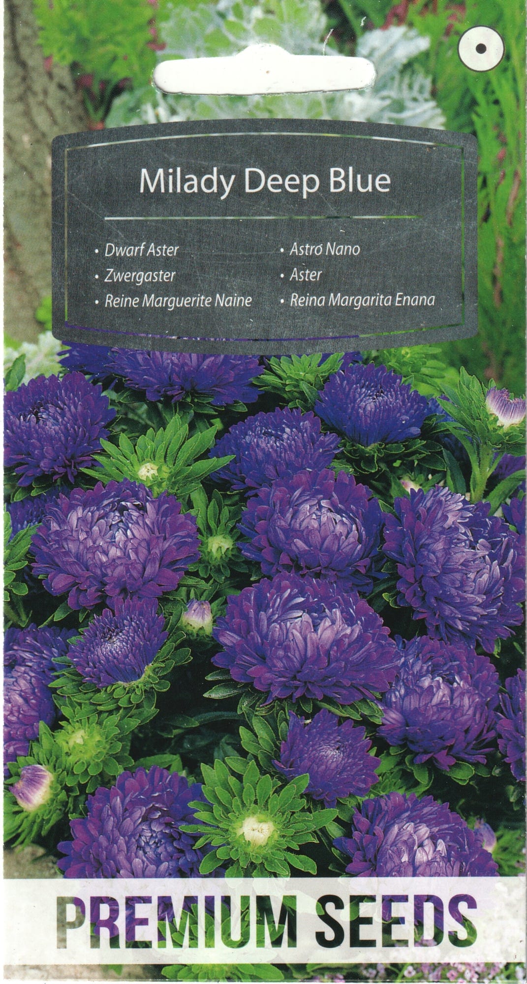 Aster "Milady Deep Blue"