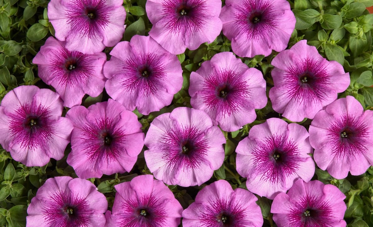 Petuunia "Galo Light Purple" F1