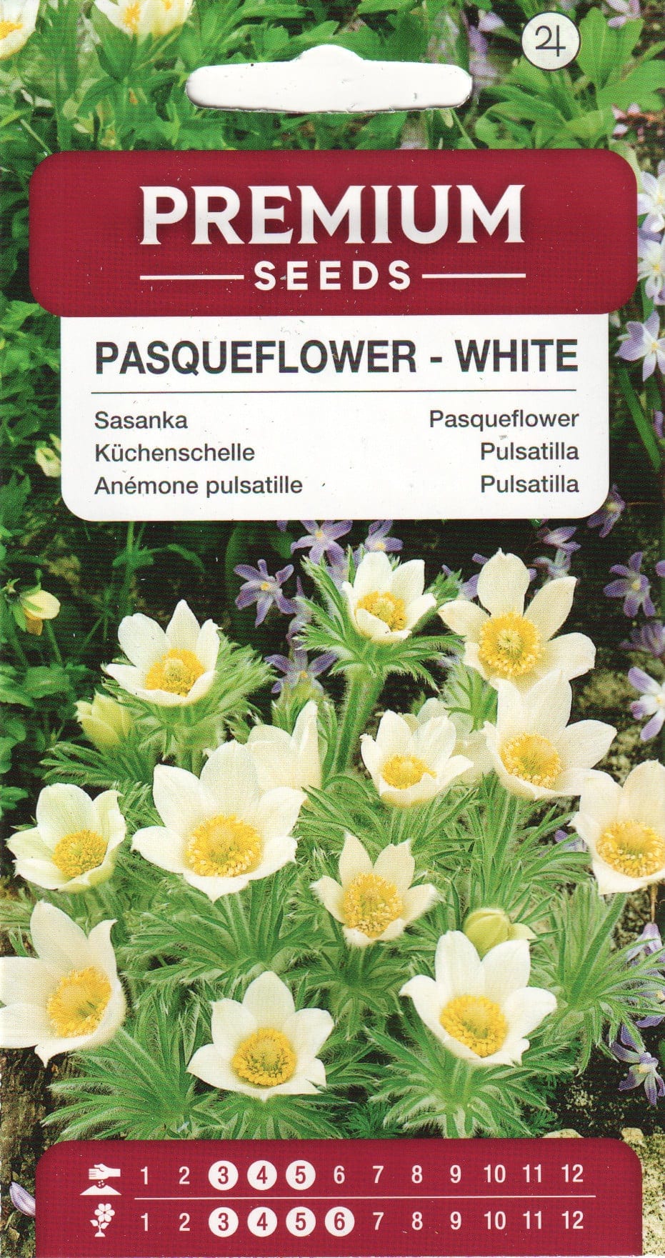 Harilik karukell "Bells White"
