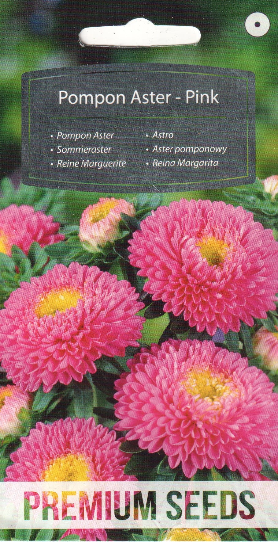 Aster roosa