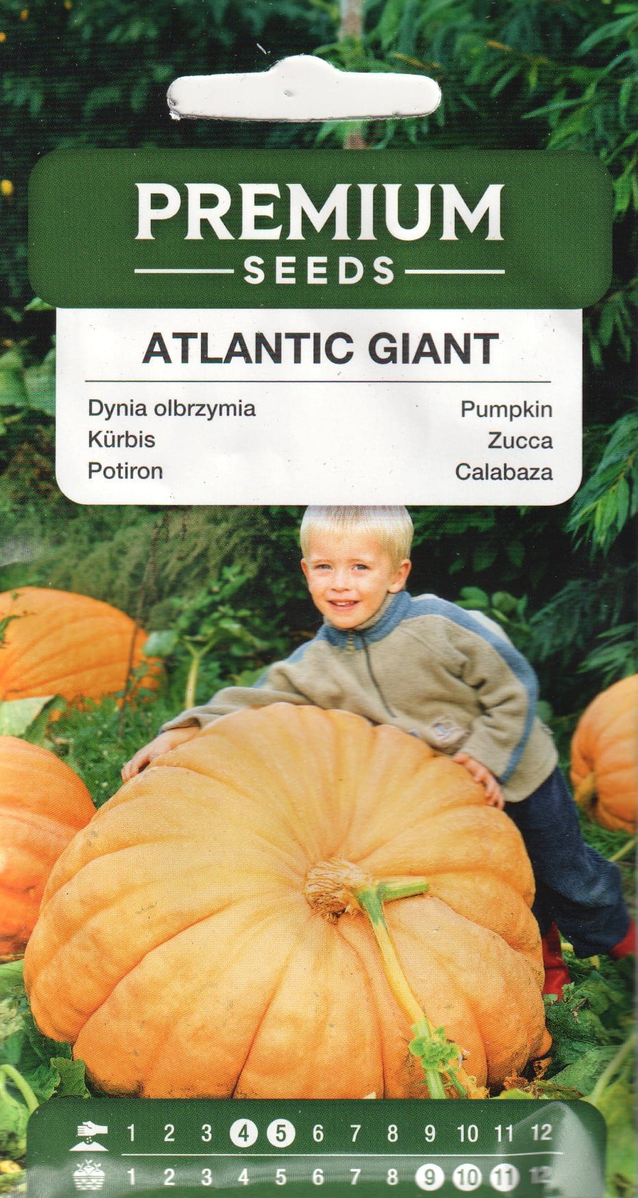 Kõrvits "Atlantic Giant"