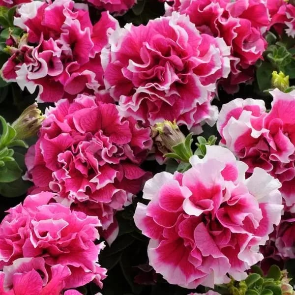Petuunia "Rose Pirouette" F1
