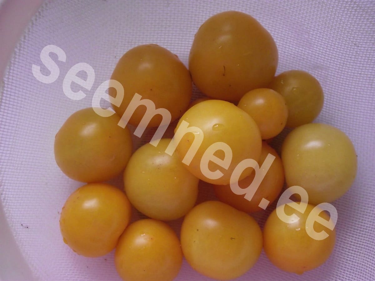 Tomat "Aztek"