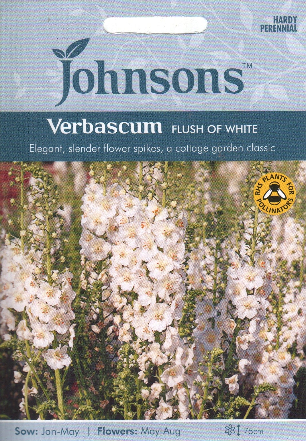 Lilla vägihein "Flush of White"