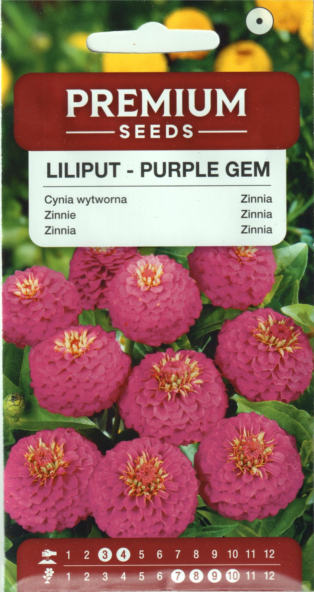 Harilik pruudisõlg “Liliput Purple Gem”