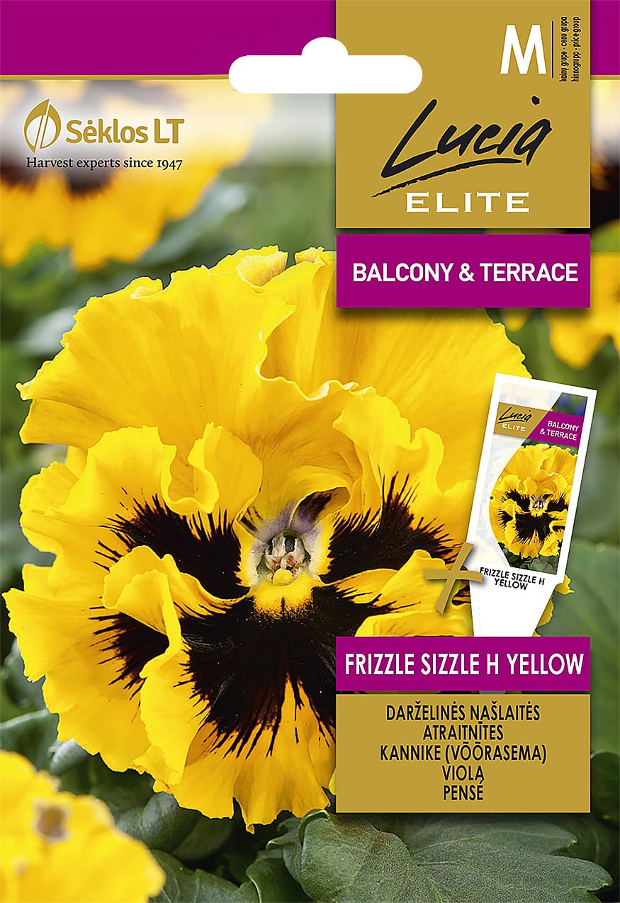 Võõrasema lokkisservaline "Frizzle Sizzle Yellow" F1