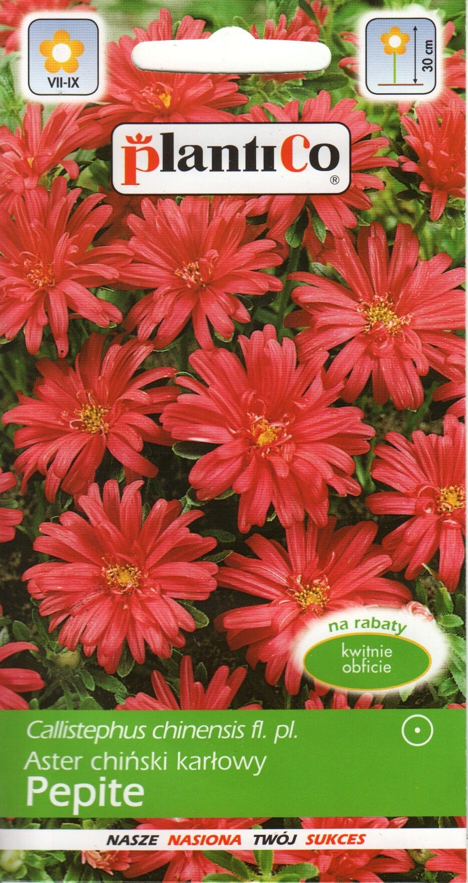 Aster "Pepite Red"
