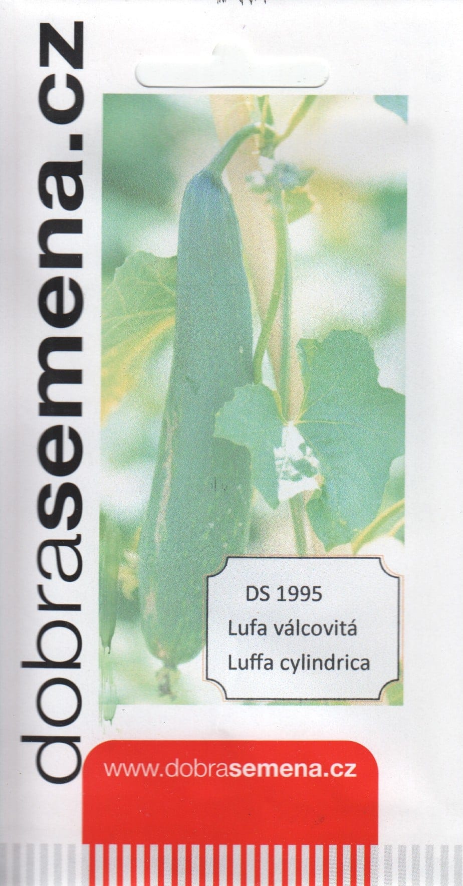 Ruljas käsnkõrvits