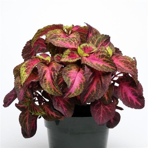 Värd-kirinõges "Rose Lime Magic"