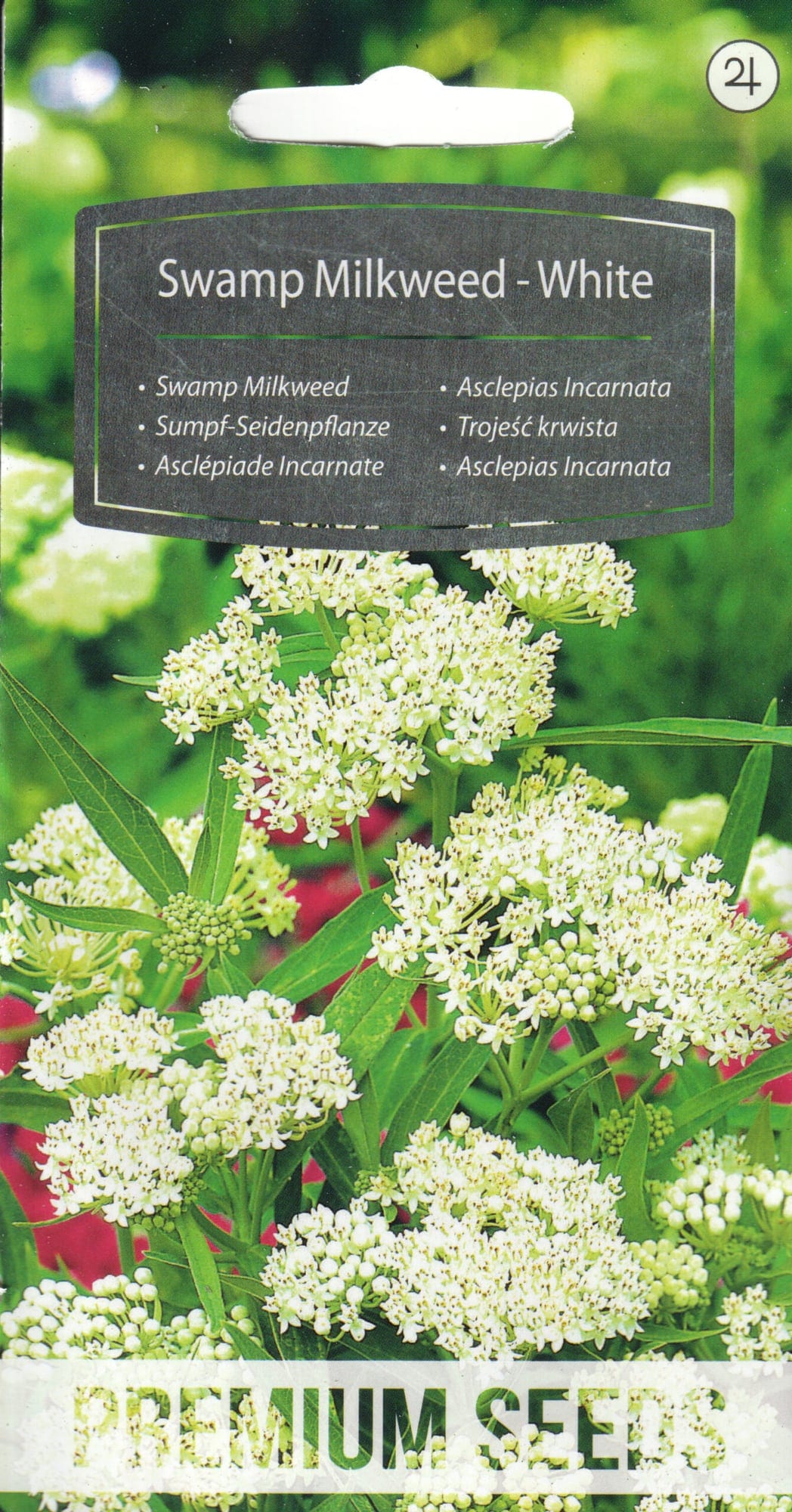 Kahkjaspunane askleepias "White"