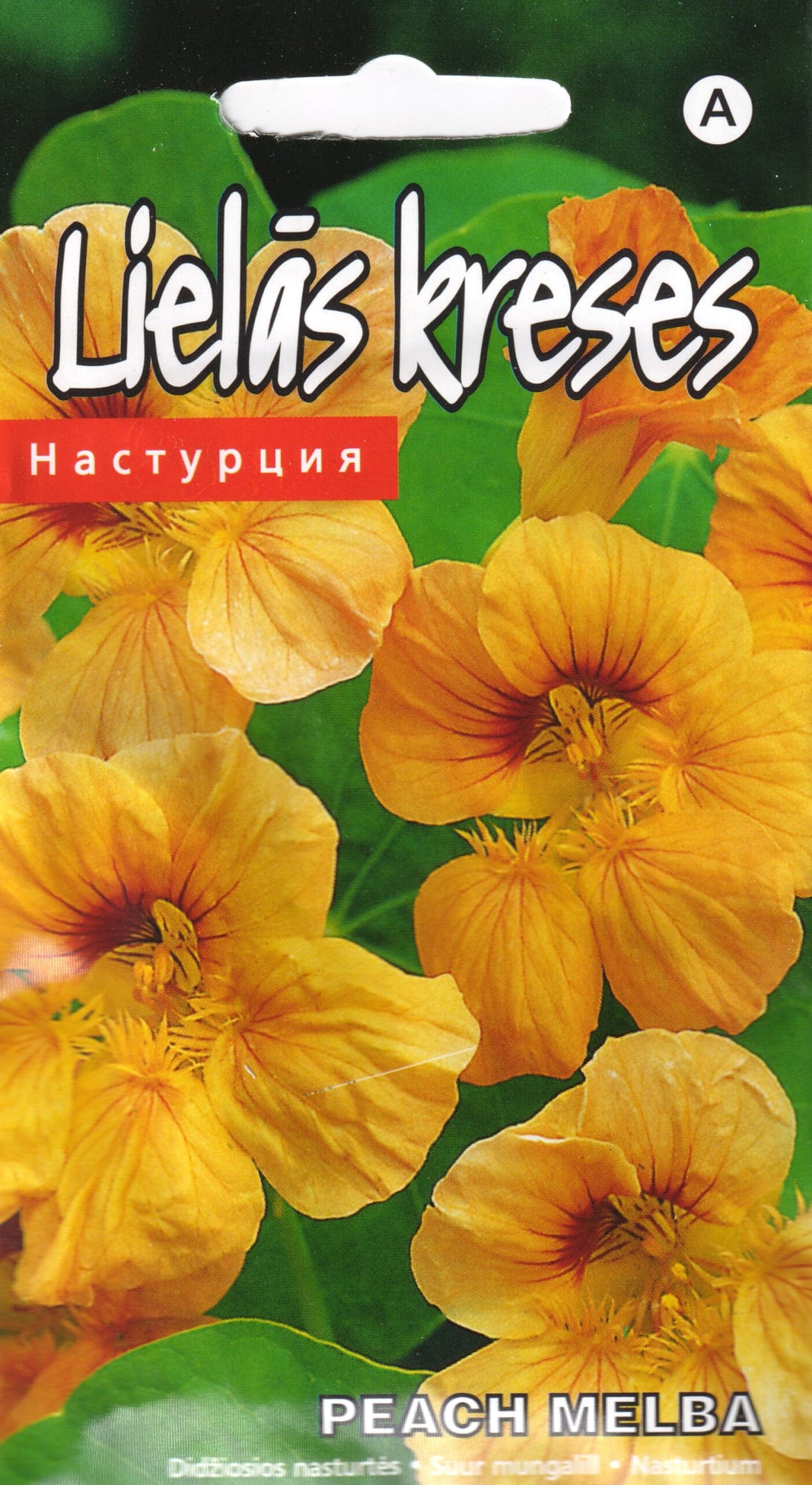 Suur mungalill  "Peach Melba"