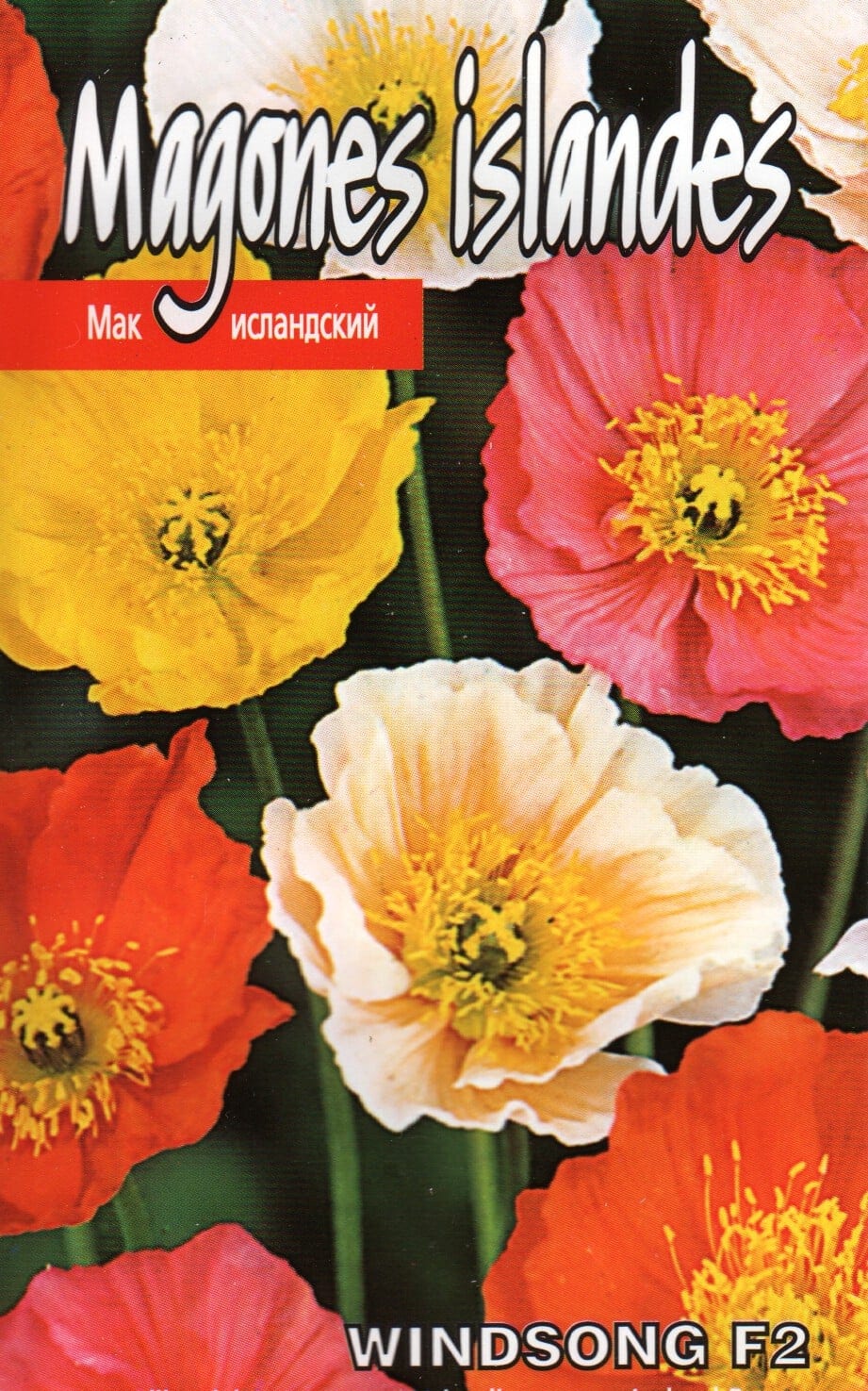 Siberi magun "Windsong" F2