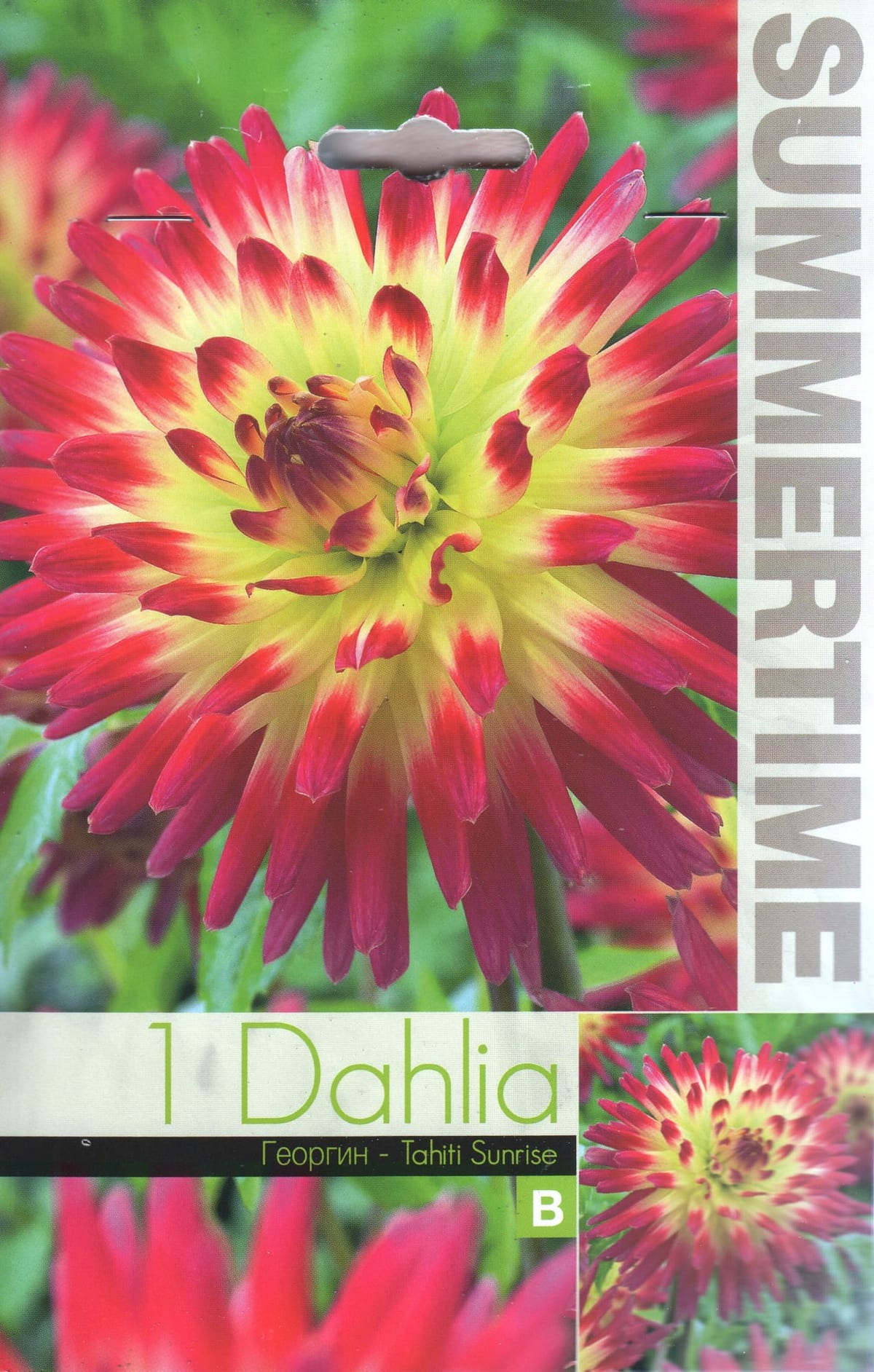 Kaktusdaalia "Tahiti Sunrise"