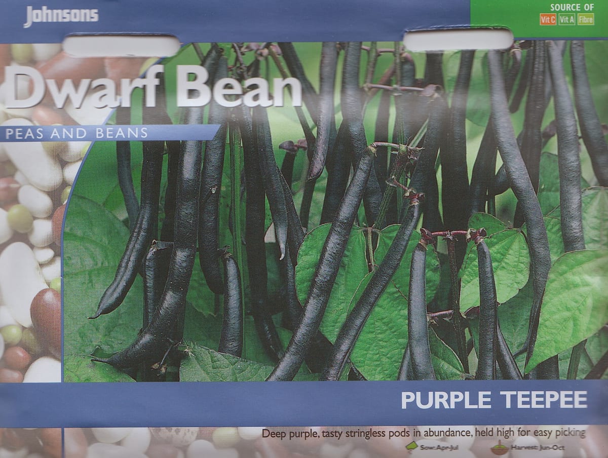 Aeduba "Purple Teepee"