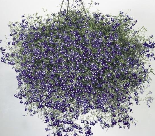 Ripp-lobeelia "Sapphire" / "Safir"