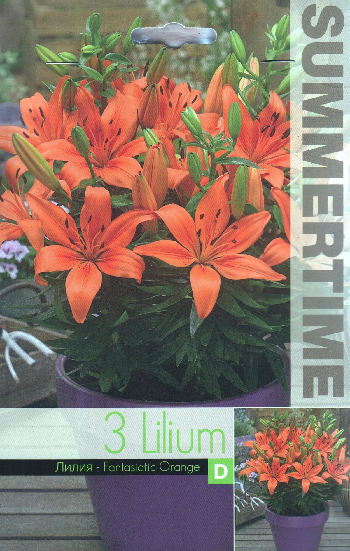 Aasia liilia "Fantasiatic Orange"