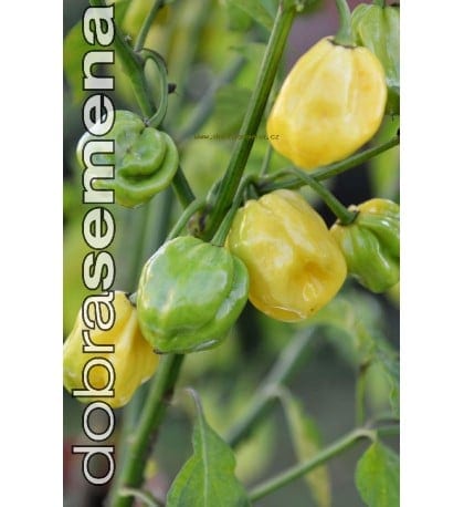 Kariibi paprika "Giant White Habanero"