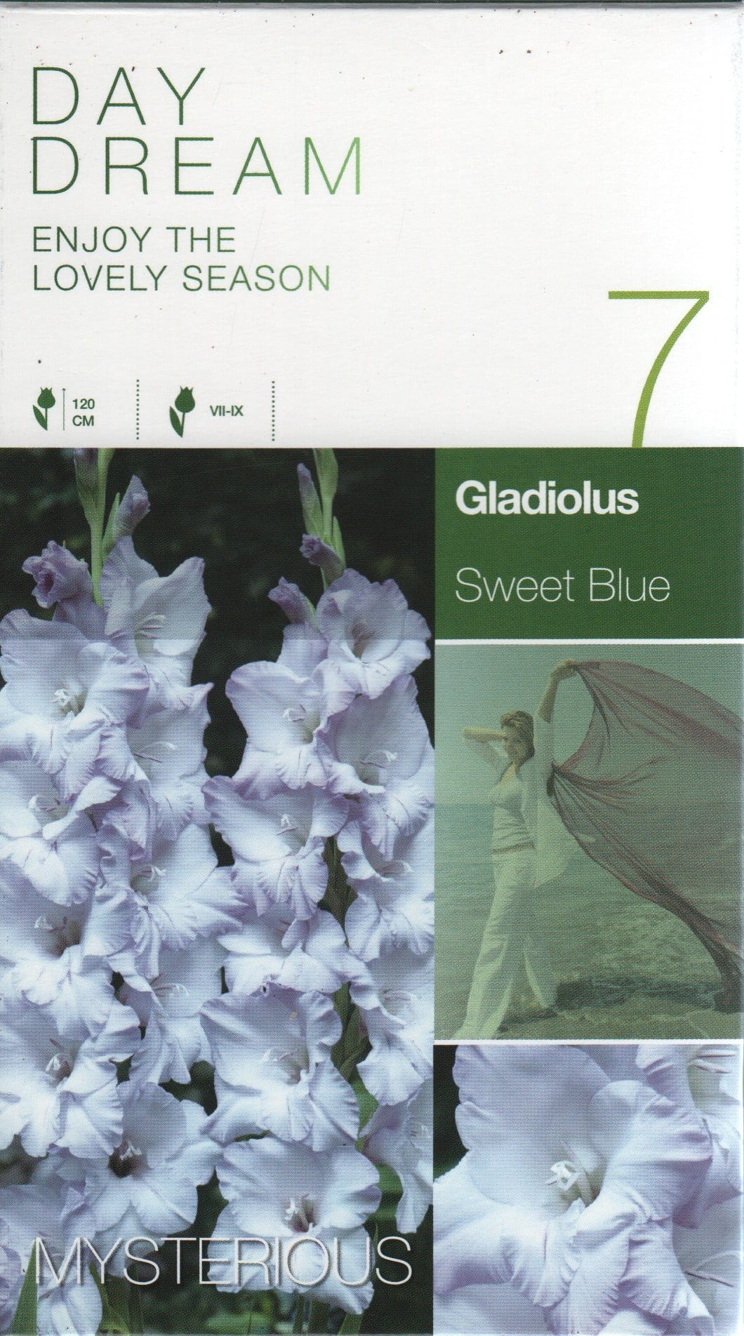 Gladiool "Sweet Blue"