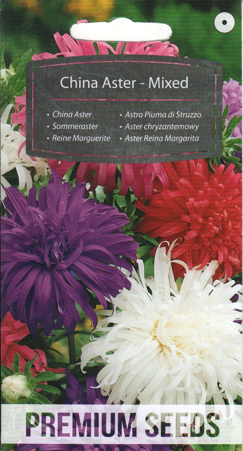 Aster segu