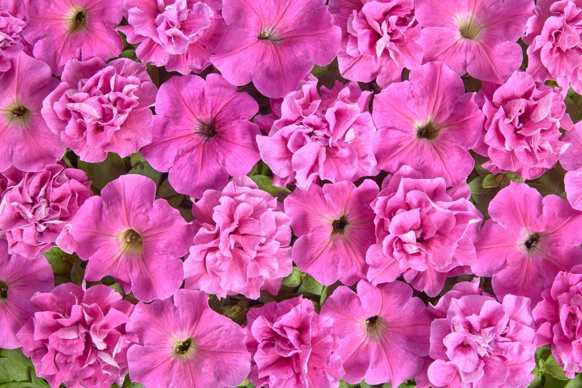 Petuunia "Rosa Boner" / "Rosa Bonheur"