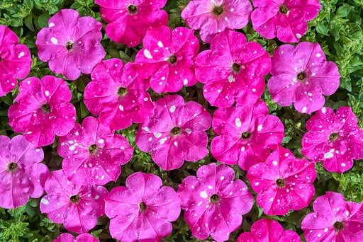 Petuunia "Dot Star Deep Pink" F1
