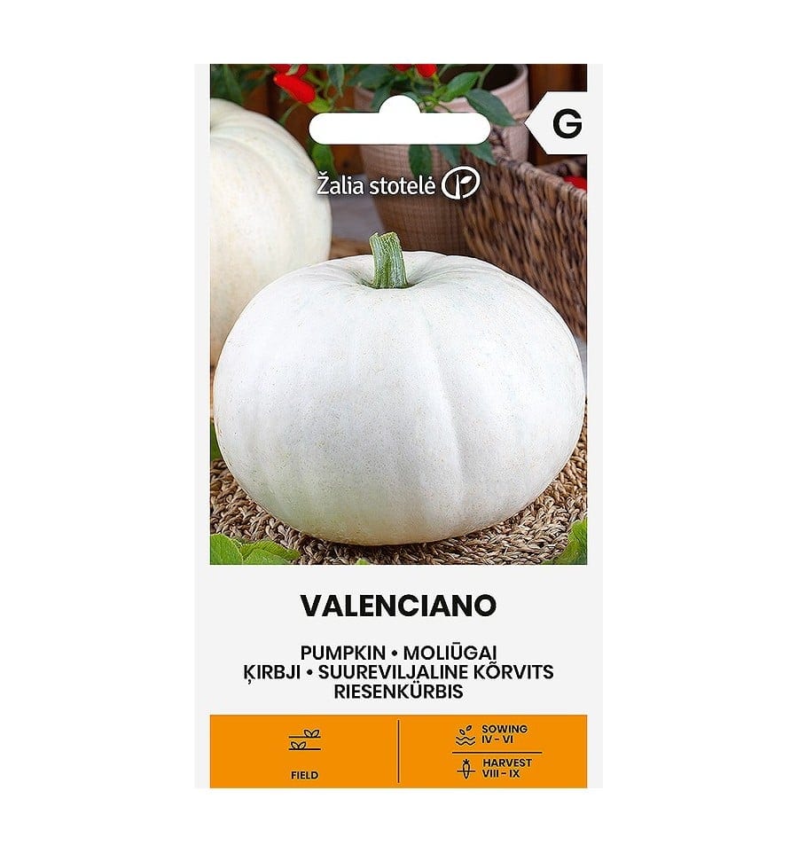 Kõrvits "Valenciano"