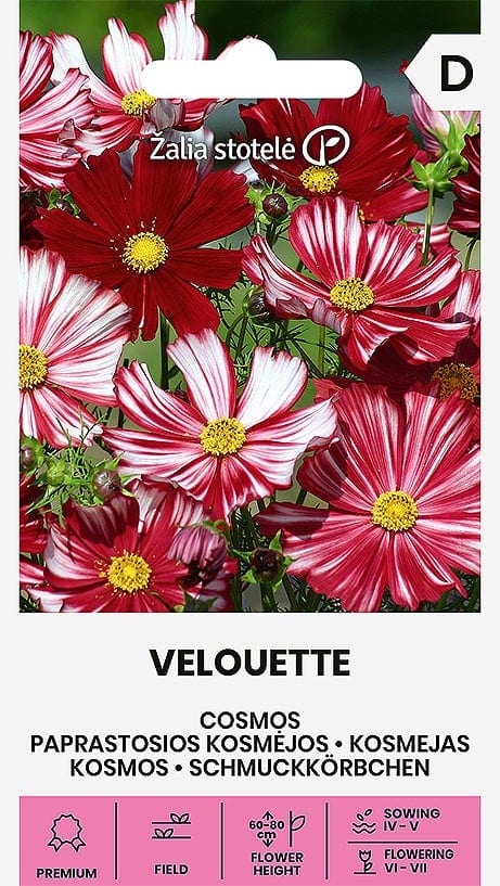 Kosmos "Velouette"