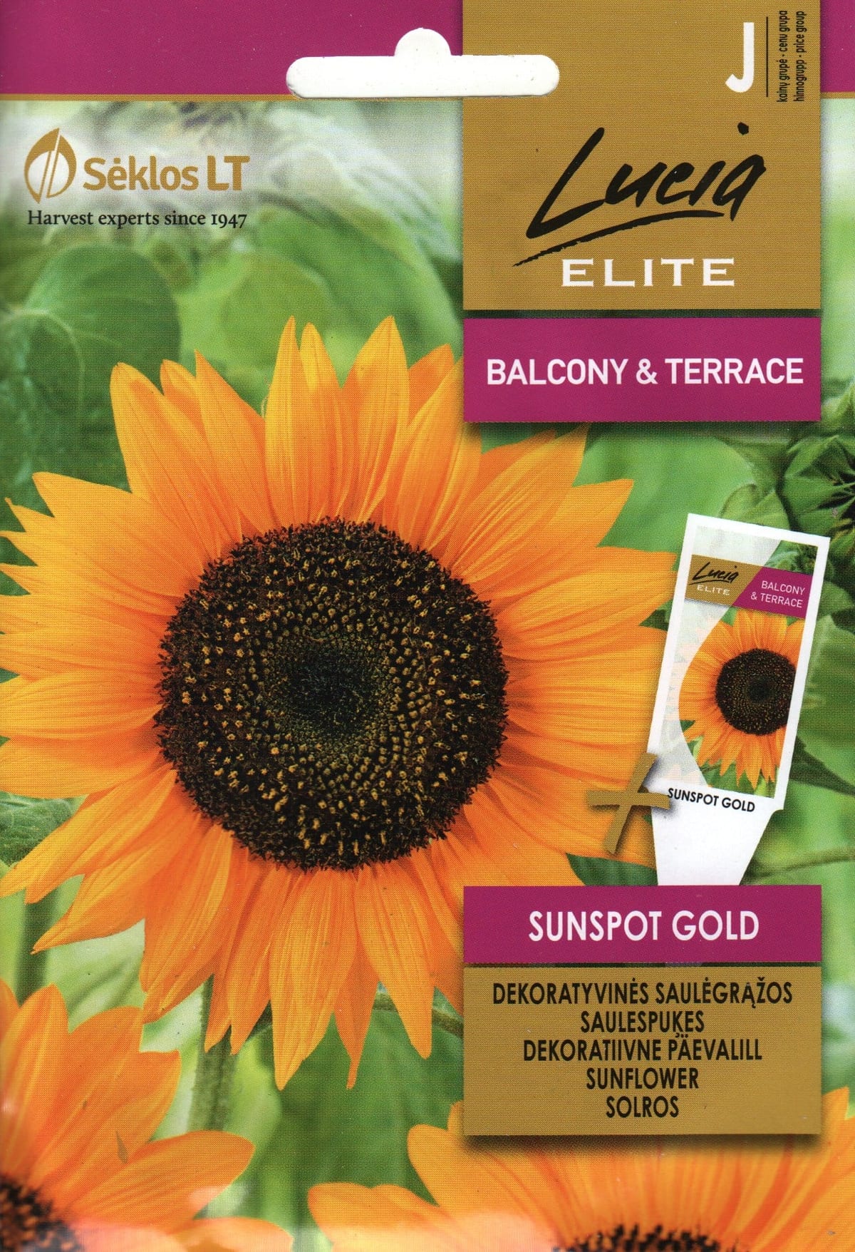 Harilik päevalill kääbus "Sunspot Gold"