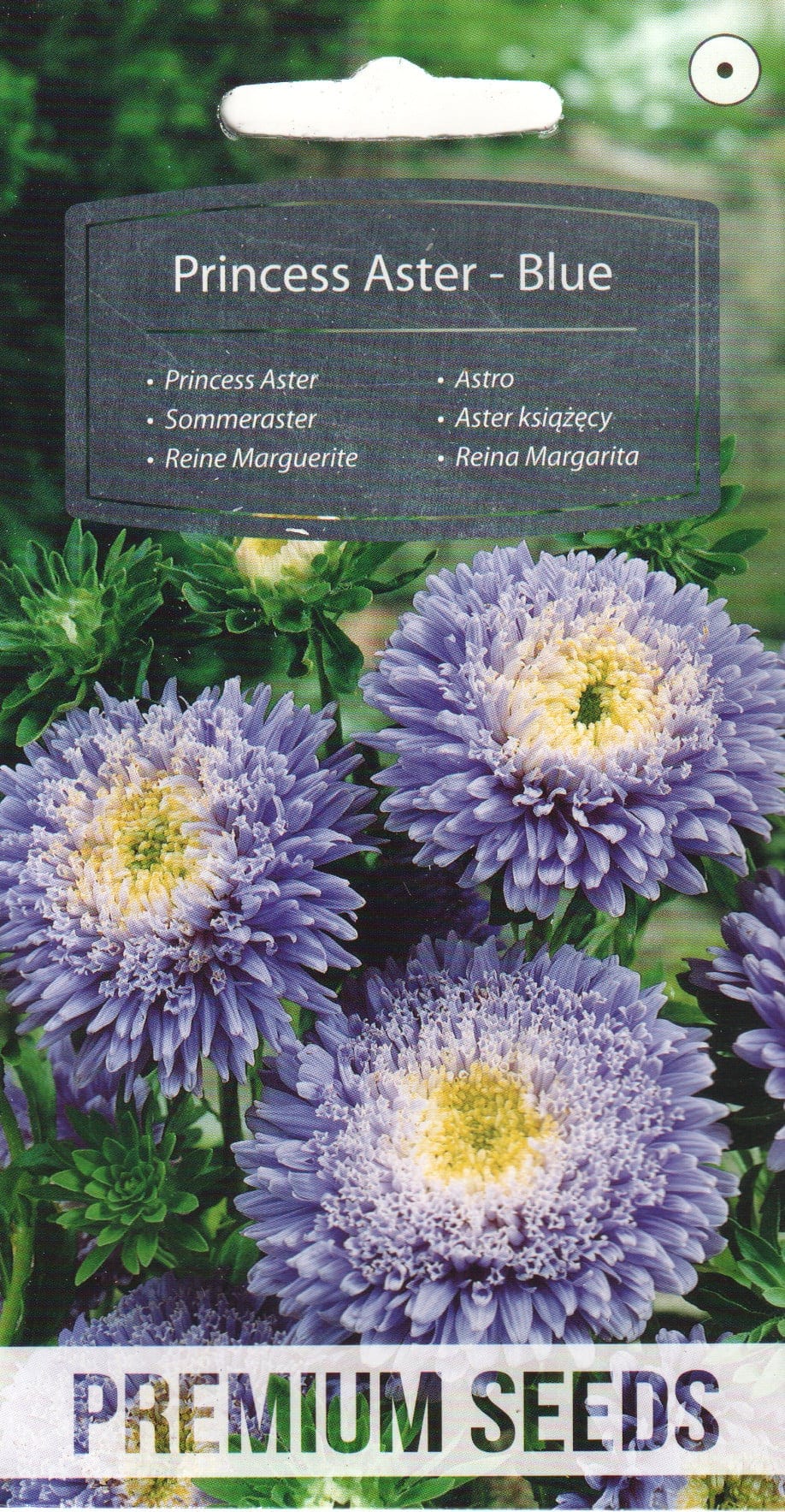 Aster "Blue"