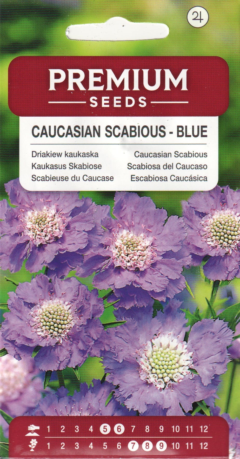 Kaukaasia tähtpea "Blue"