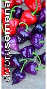 Kibepaprika "Purple Ufo"