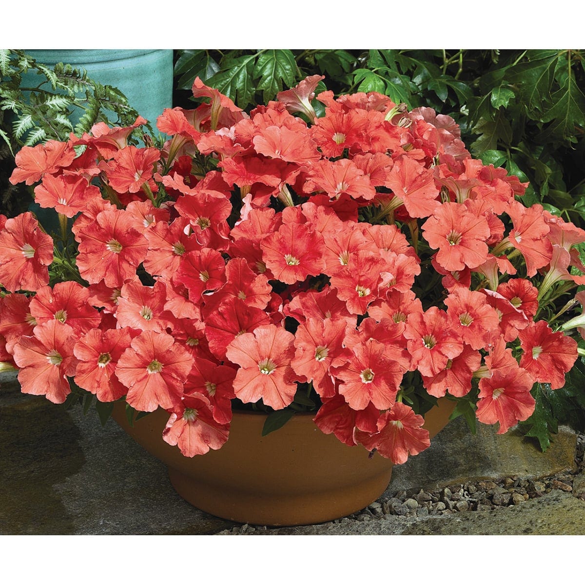 Petuunia "Picobella Salmon" F1