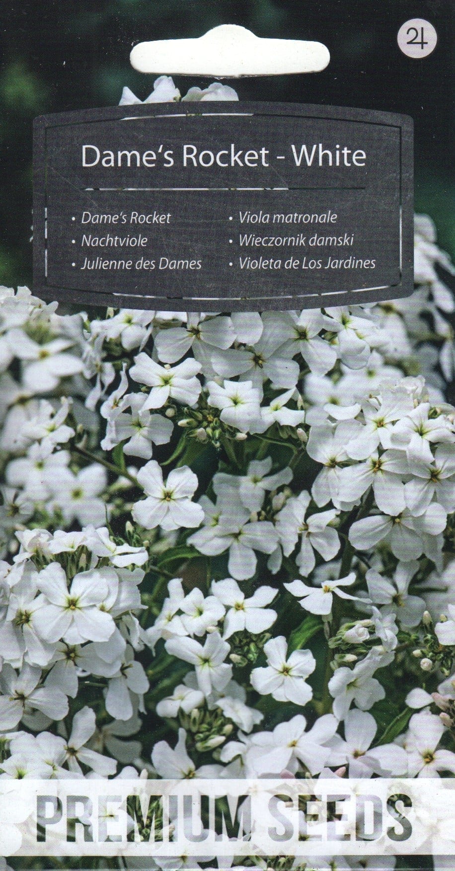 Harilik öölill "Dame`s Rocket White"