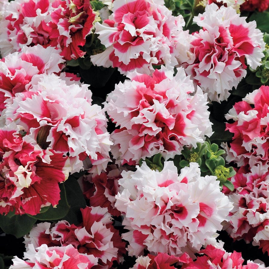 Petuunia "Red Pirouette" F1