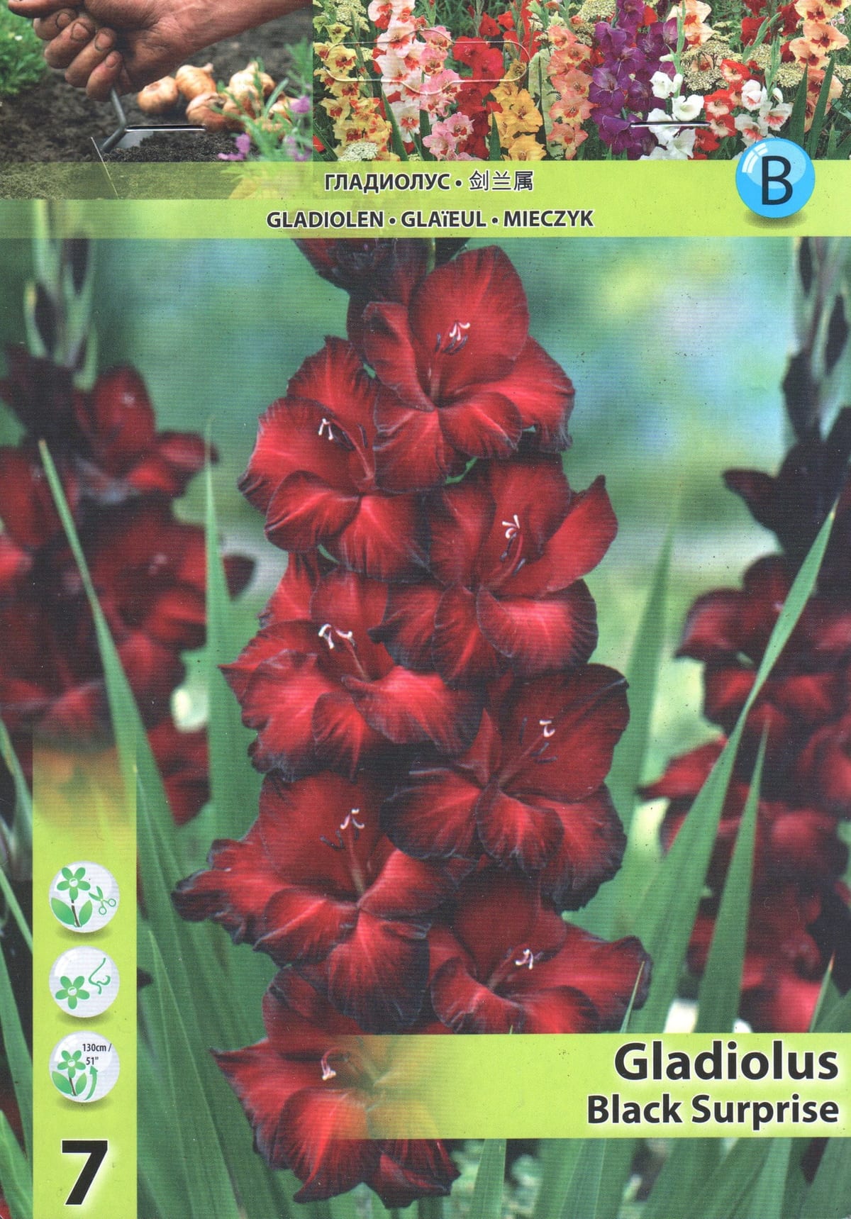 Gladiool "Black Surprise"
