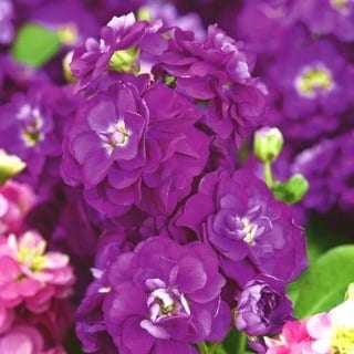 Levkoi "Varsovia Rena" lilla