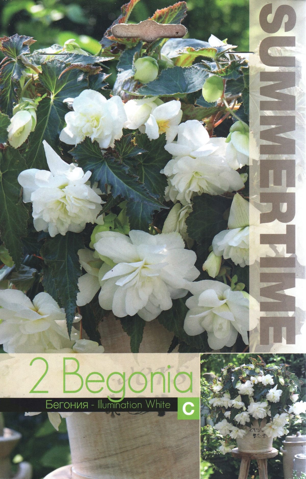 Ripp-mugulbegoonia "Illumination White"