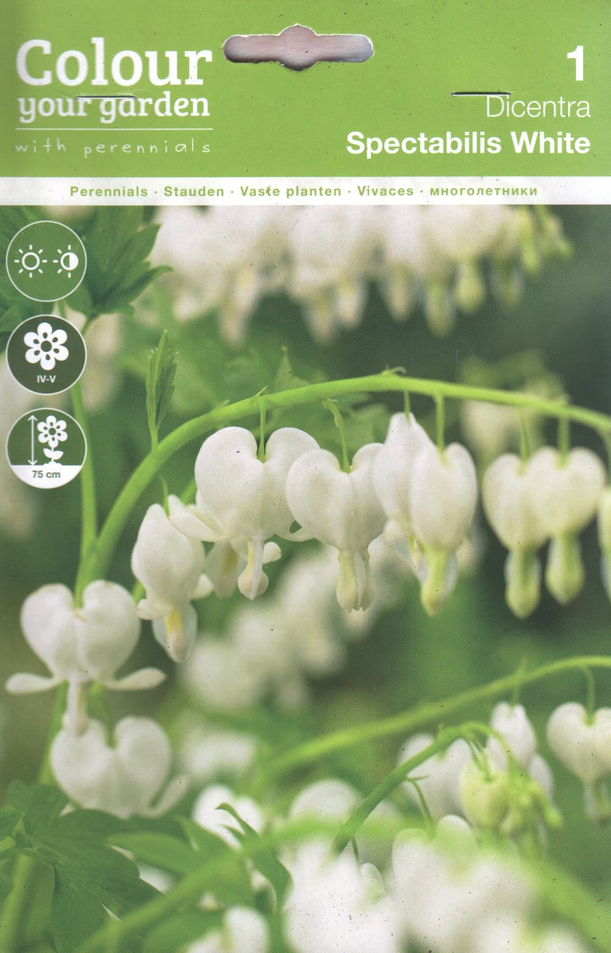 Harilik murtudsüda "Spectabilis "White"