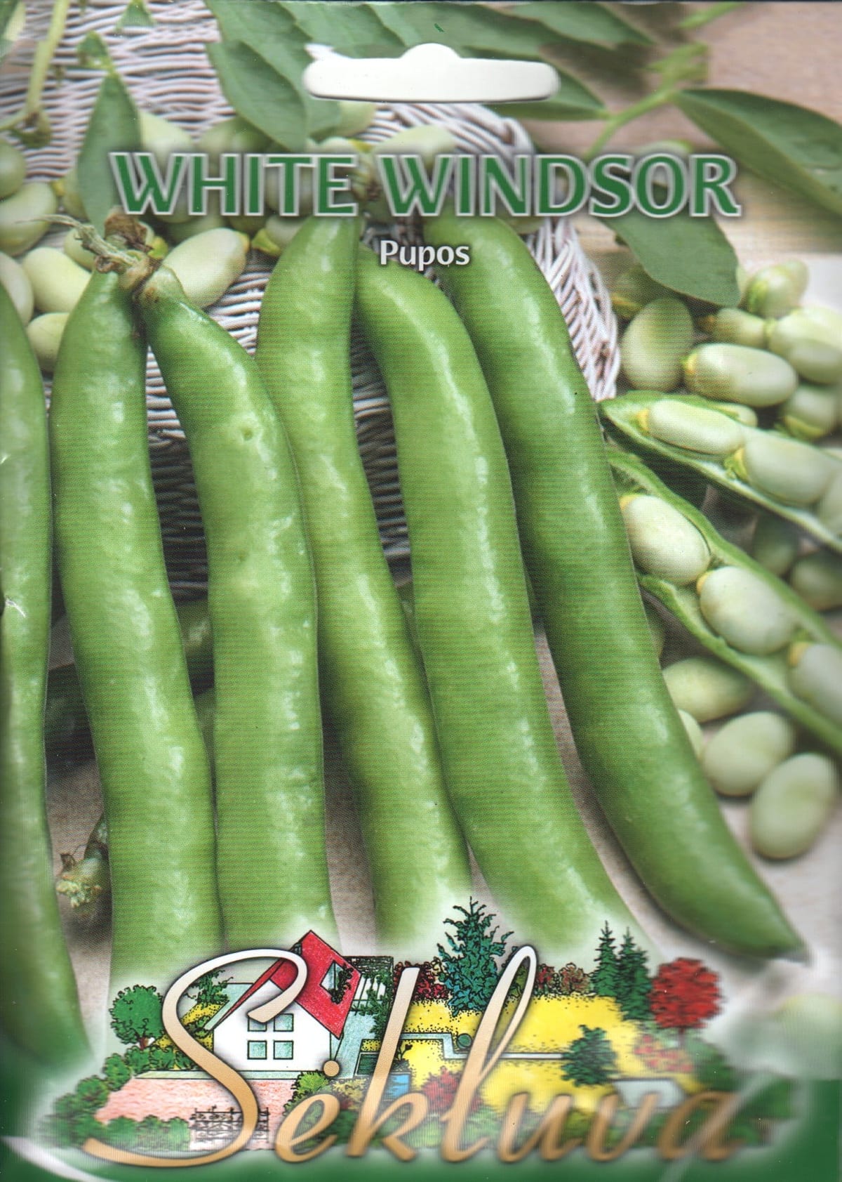 Põlduba "White Windsor"