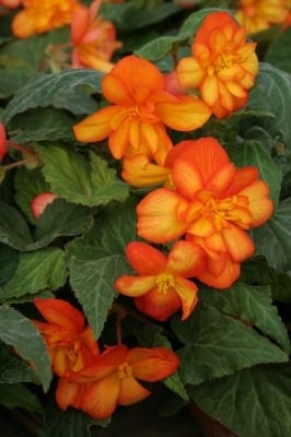 Ripp-mugulbegoonia "Chanson Bicolor Oranžovo-Žluta" F1