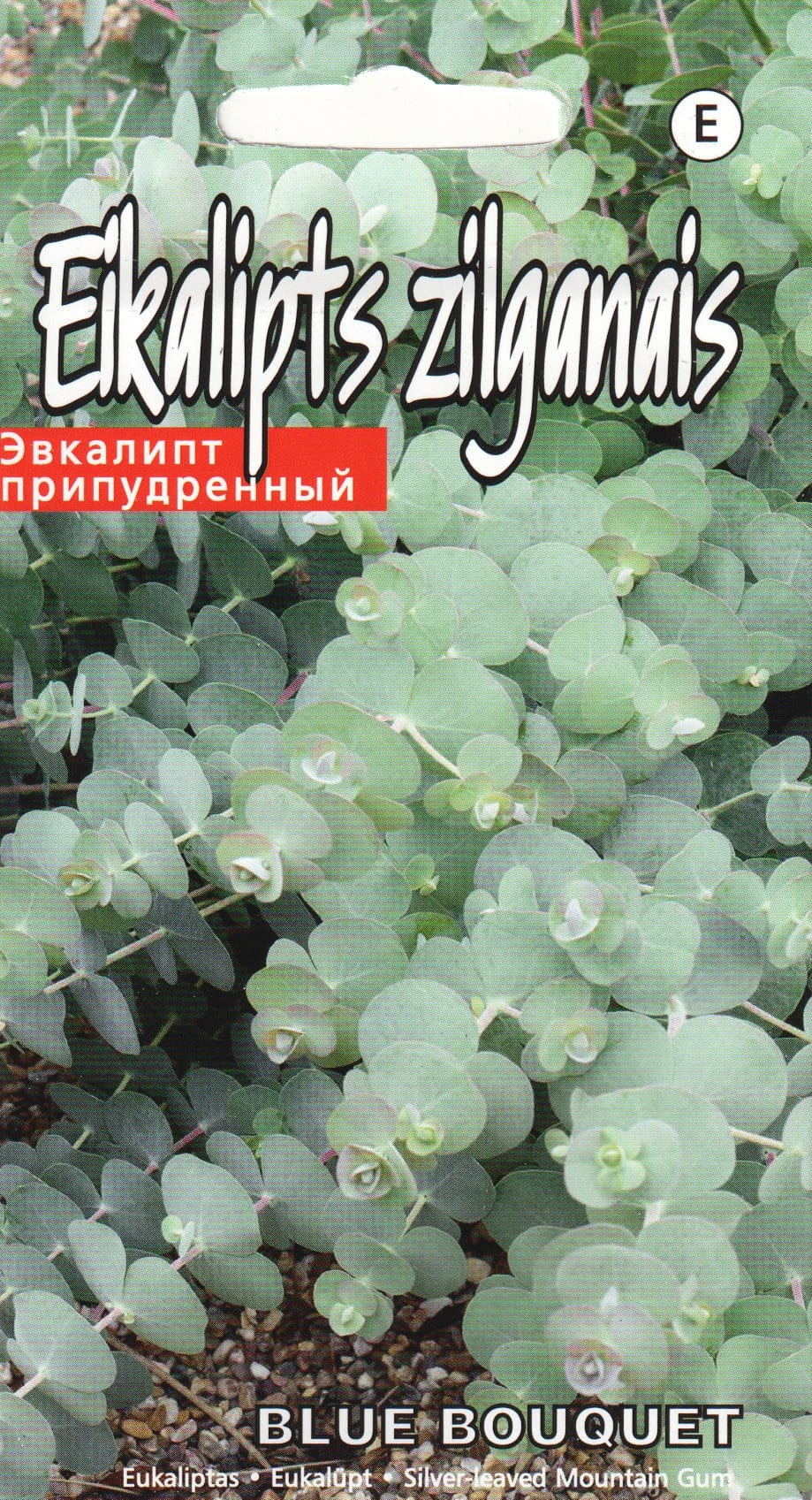 Hõbelehine eukalüpt "Baby Blue Bouquet"