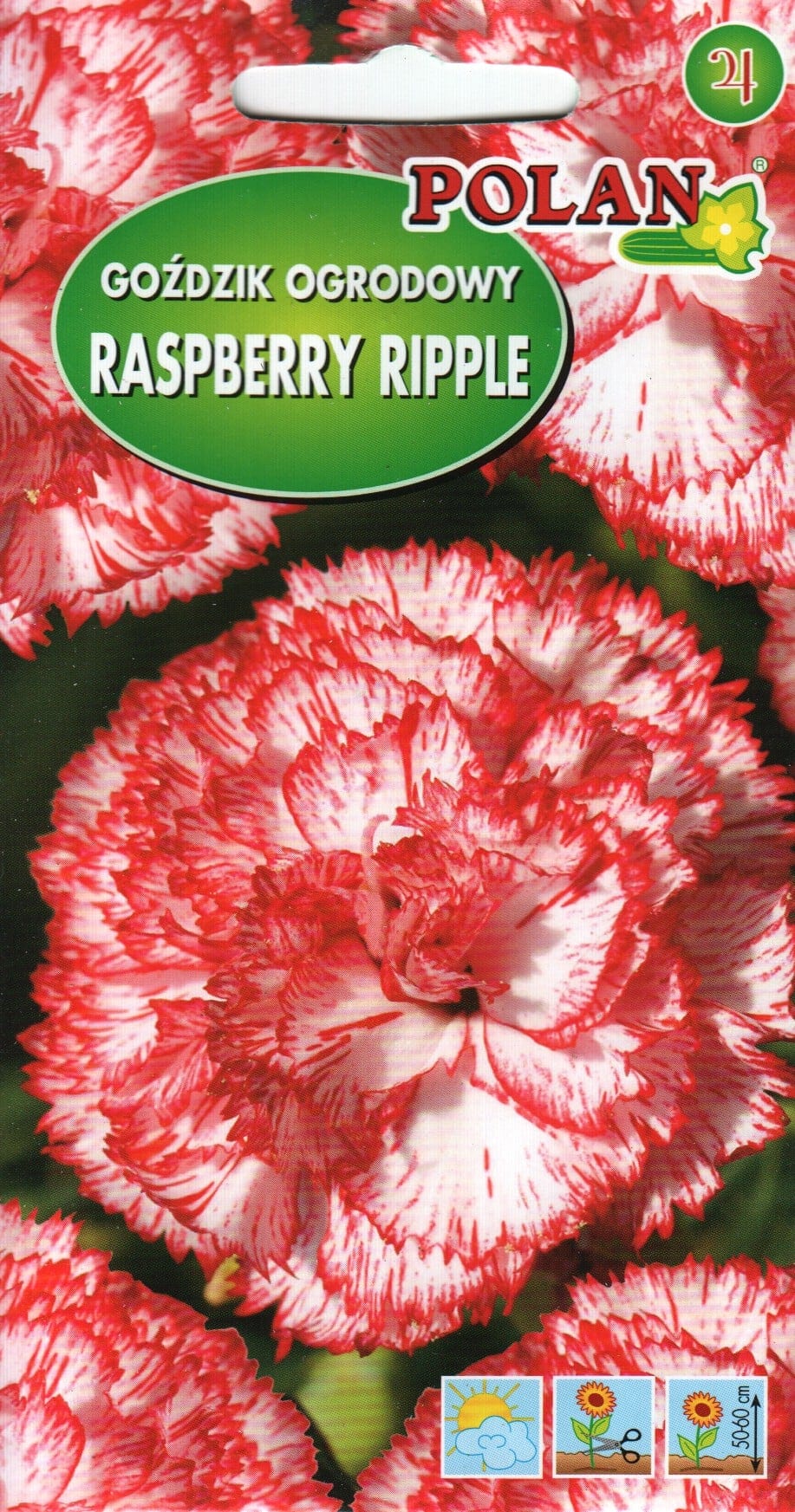 Aednelk "Raspberry Ripple"