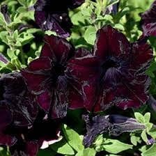 Petuunia "Sophistica Blackberry" F1